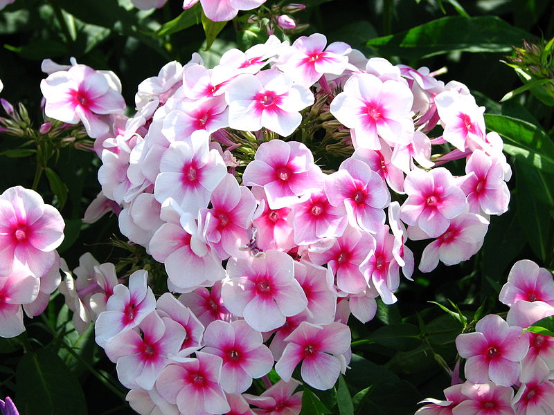 Phlox bloom - garden furniture centre