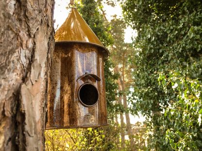 Bird Shanty