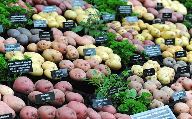Potato Story at RHS Chelsea 2015