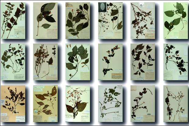 A large variety of perennial plants are used
