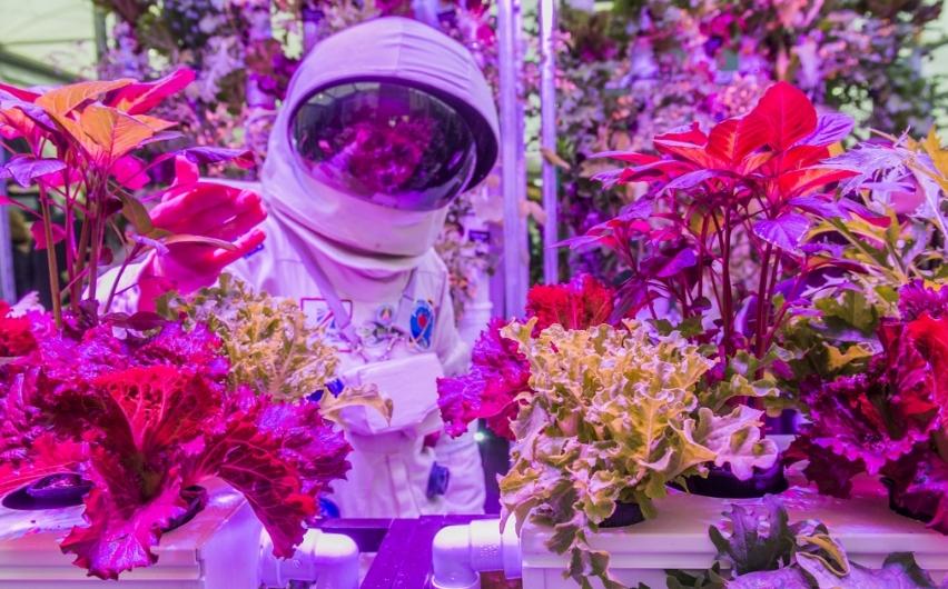 Rocket Gardening at Chelsea Flower Show