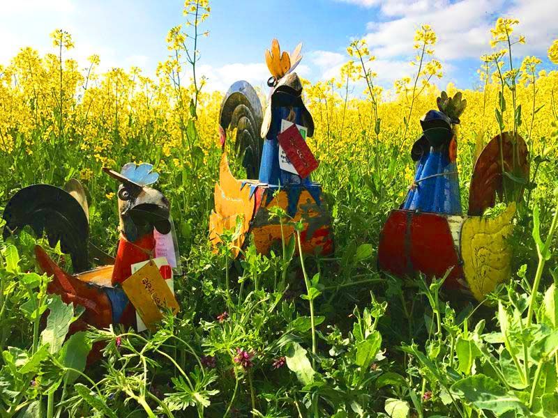 Rooster Family 