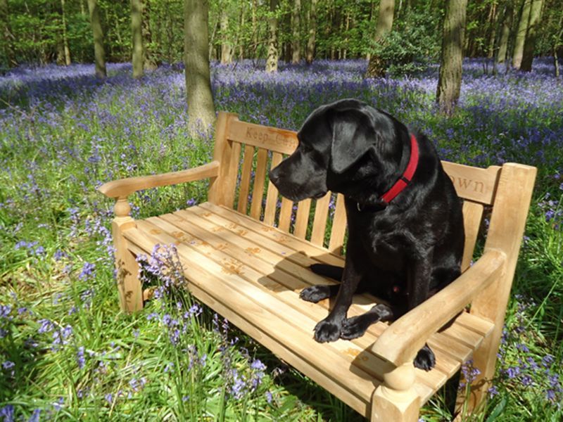 Teak Windsor Bench 