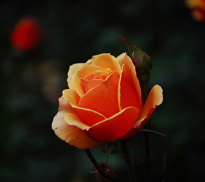roses
