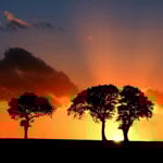 A Savanna Sunset