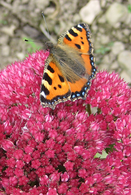 sedum