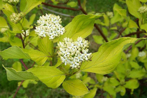 Siberian Dogwood Shrub