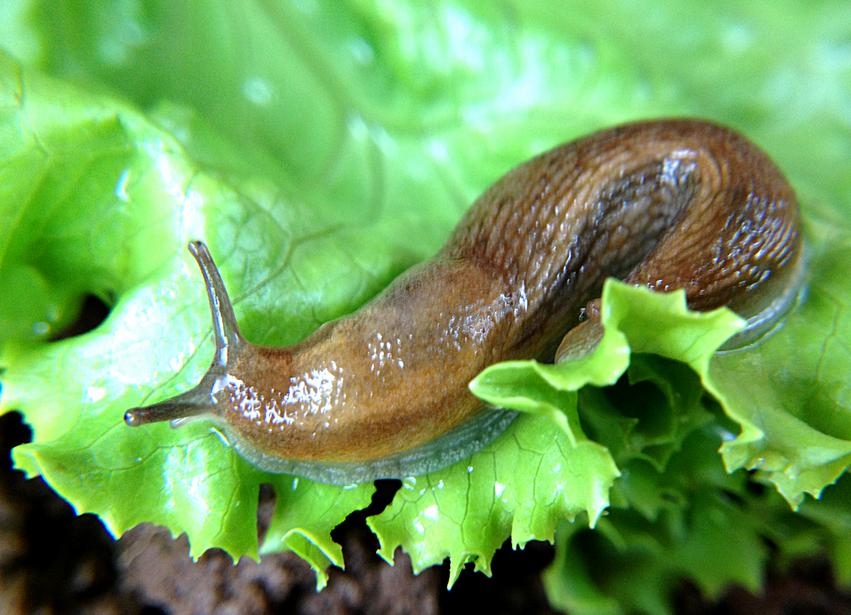 Natural pest control for slugs