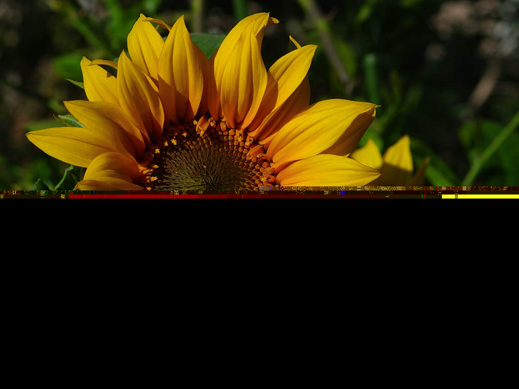 Sun flower - Garden furniture centre