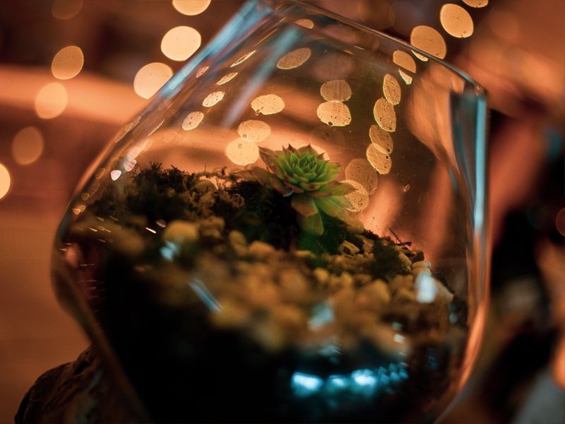 Teak Root Stand With Blown Glass Holder-Garden Furniture Centre-Ornaments,Root,LowRange,Under 100,Conservatory,Reclaimed Furniture,Indoor Accessories,Ornaments Accessories,Accessories,Storage Accessories-{collection_title}