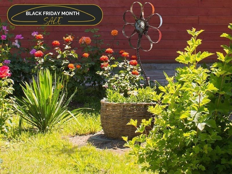 Barnyard Daisy | BLACK FRIDAY MONTH