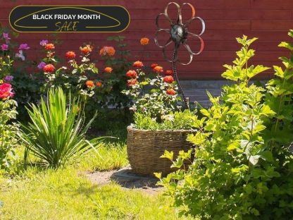 Barnyard Daisy | BLACK FRIDAY MONTH
