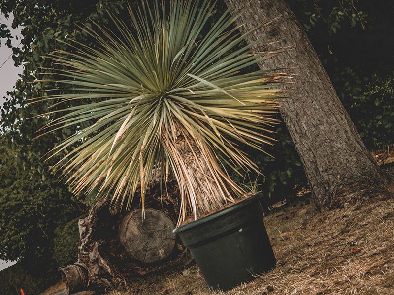 Yucca Plant