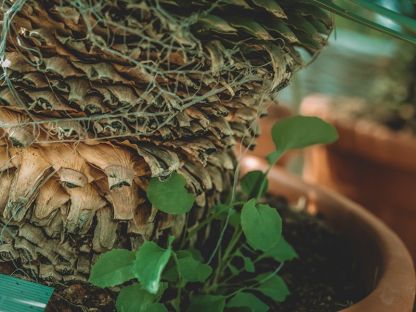 Yucca Plant