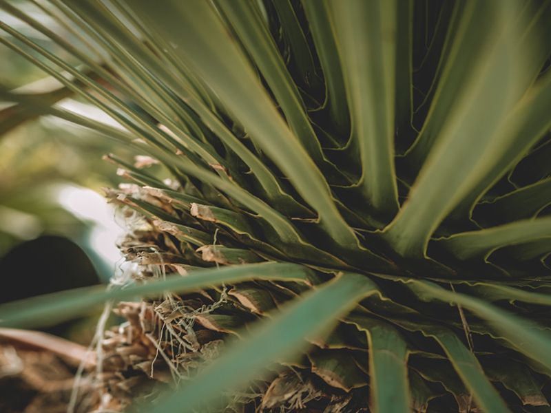 Yucca Plant