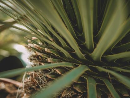 Yucca Plant