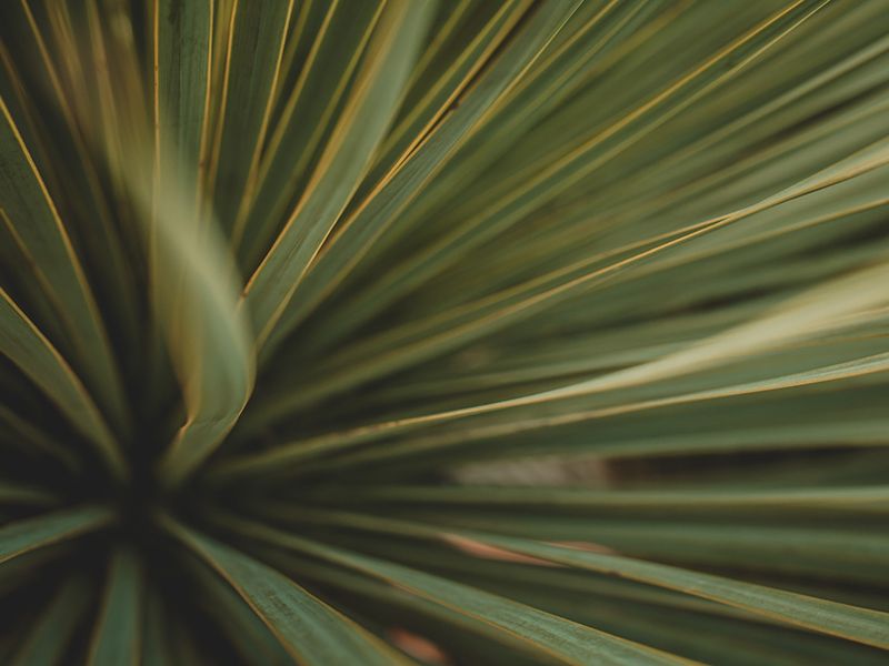 Yucca Plant