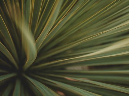 Yucca Plant