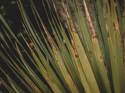 Yucca Plant
