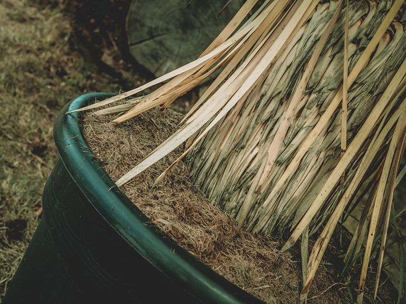 Yucca Plant