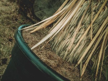 Yucca Plant