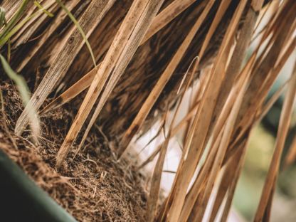 Yucca Plant