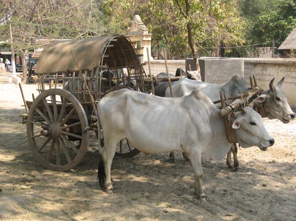 Local Taxi