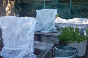How to wind proof your garden - plant covers