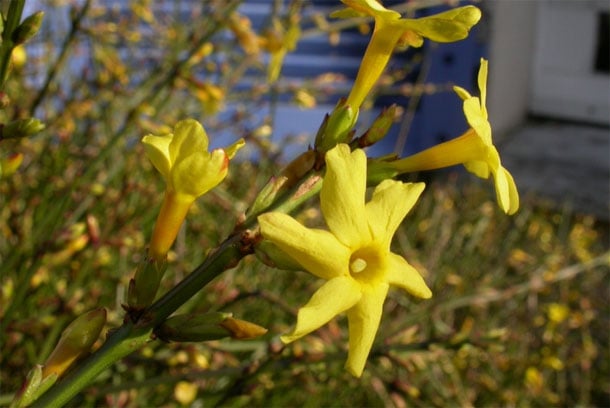 Winter Jasmine Shrub