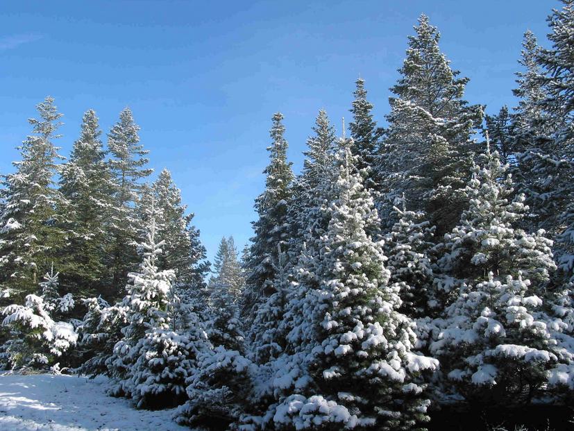 Christmas trees clean the air around them and produce loads of oxygen