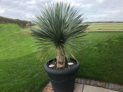 Yucca Plant