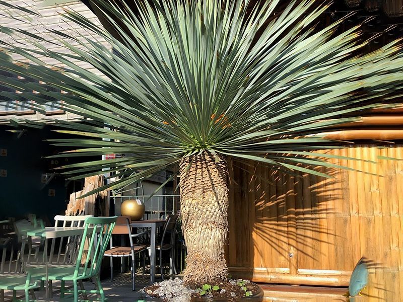 Yucca Plant