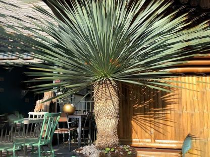 Yucca Plant