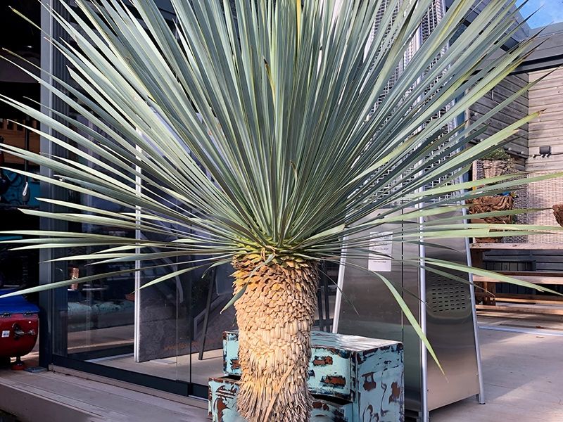Yucca Plant
