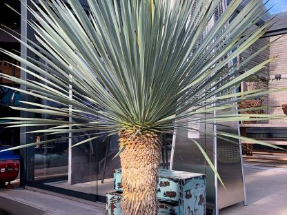 Yucca Plant