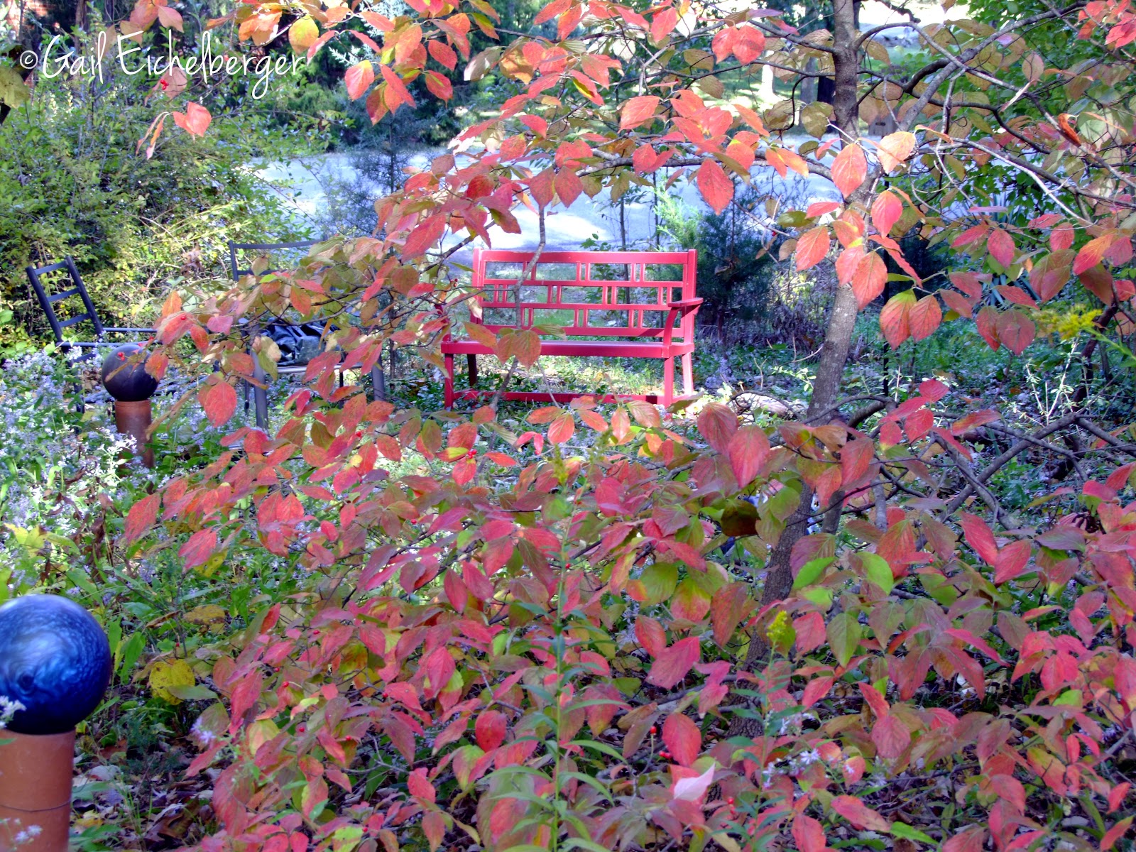 Photo Credit - Gail Eichelberger Photo Credit - Gail Eichelberger
