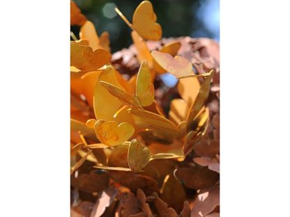Wholesale Butterfly Evolution Rust