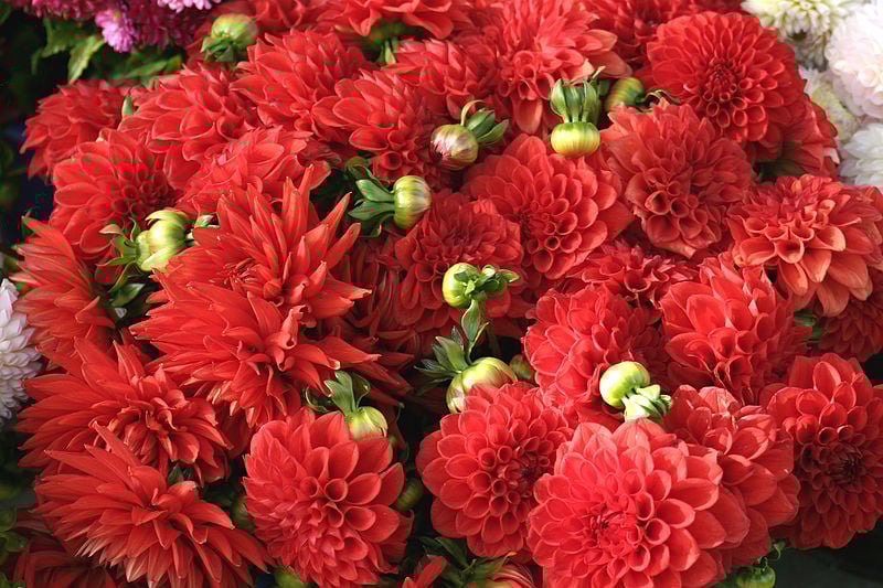 Dhalias