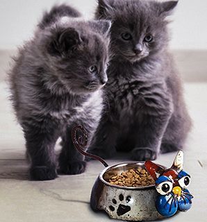 Wholesale King of the Cats
