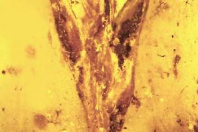 flower fossil
