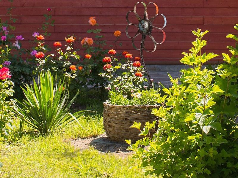 Wholesale Barnyard Daisy Small