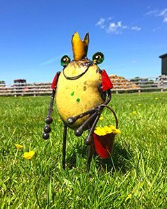 Wholesale Frog King with Bucket 