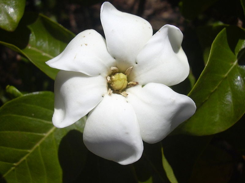 Gardenia