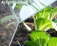 Garden Cloche