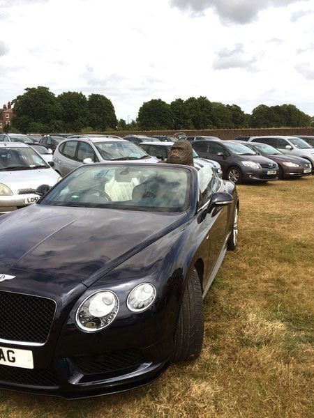 Wholesale Gorilla Ornament