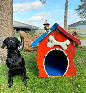 Wholesale In The Dog House