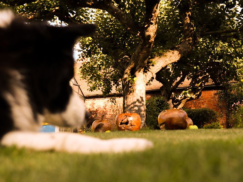 Wholesale Apple Wooden Ornament 