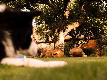 Wholesale Apple Wooden Ornament 