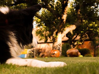 Wholesale Apple Wooden Ornament 