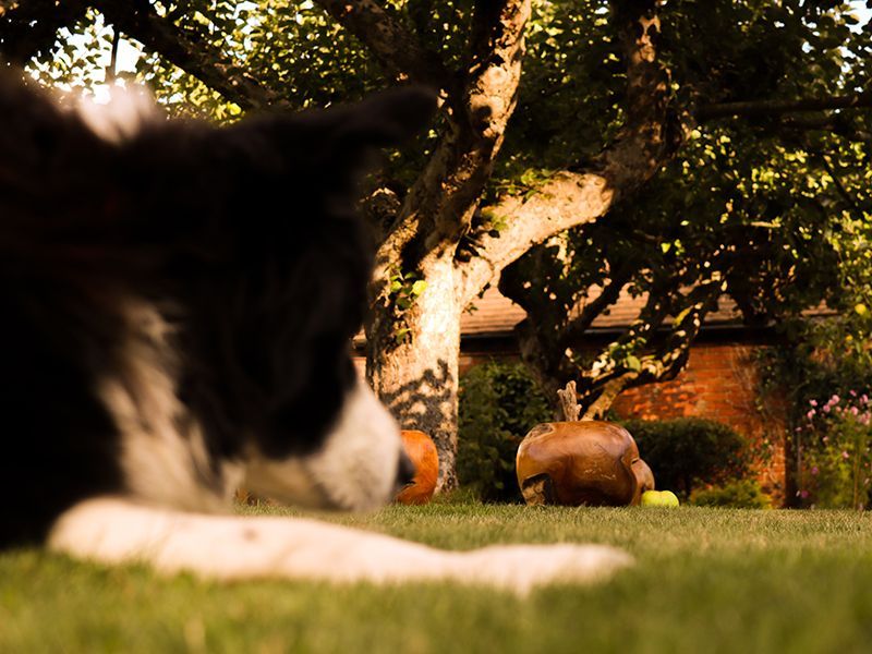 Wholesale Apple Wooden Ornament 